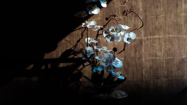 Flowers in the dark with sun streaming in