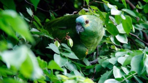 Green parrot hiding in leaves